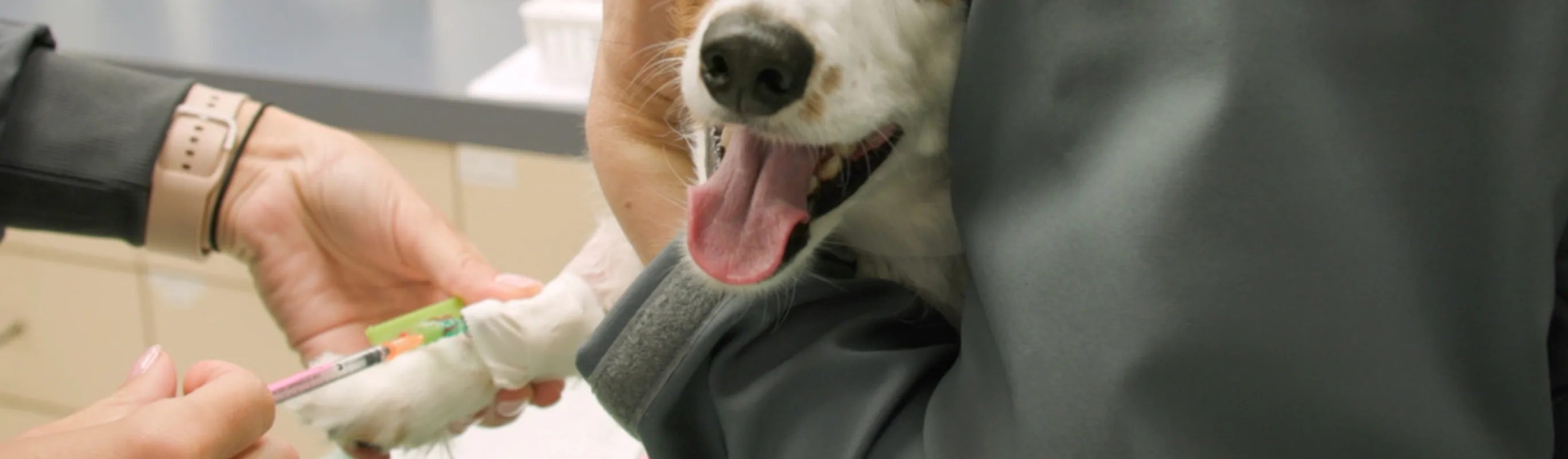 Tan and white dog with tongue out receiving a shot